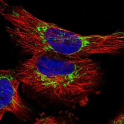 TIMM23 Antibody, Novus Biologicals 0.1mL; Unlabeled:Antibodies, Polyclonal